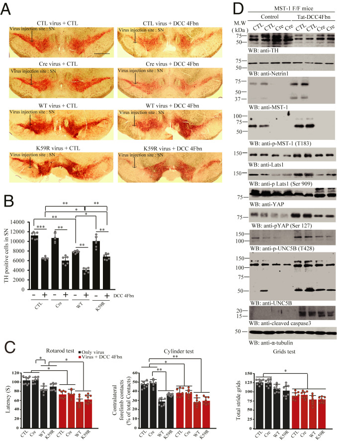 Fig. 6.