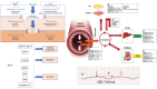 Graphical Abstract
