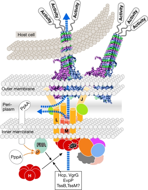 The type VI secretion toolkit - PMC