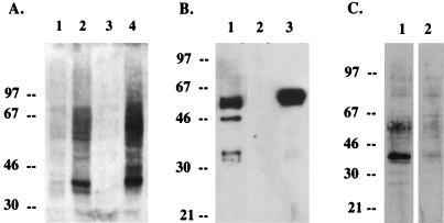 FIG. 7