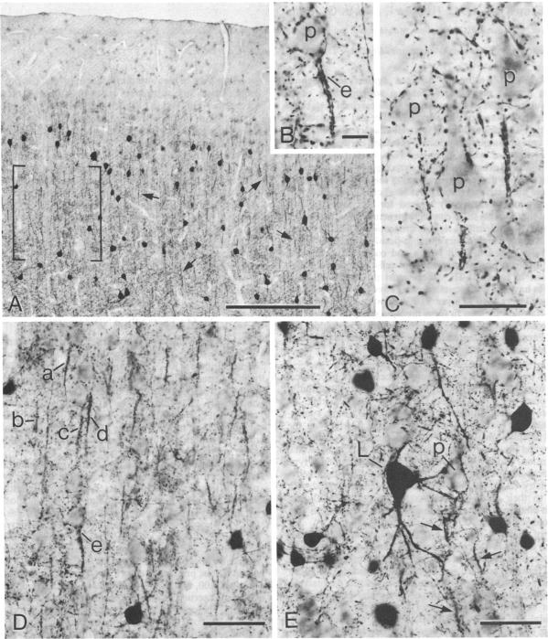 graphic file with name pnas00246-0362-a.jpg