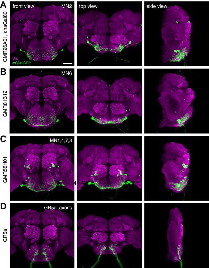 Figure 10—figure supplement 1.