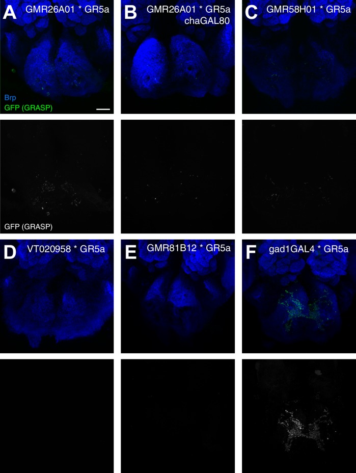 Figure 10—figure supplement 2.