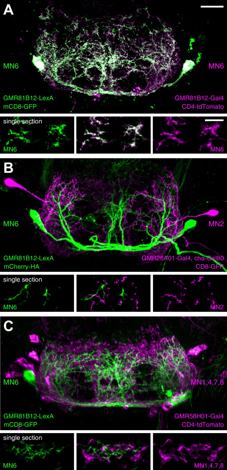 Figure 11.