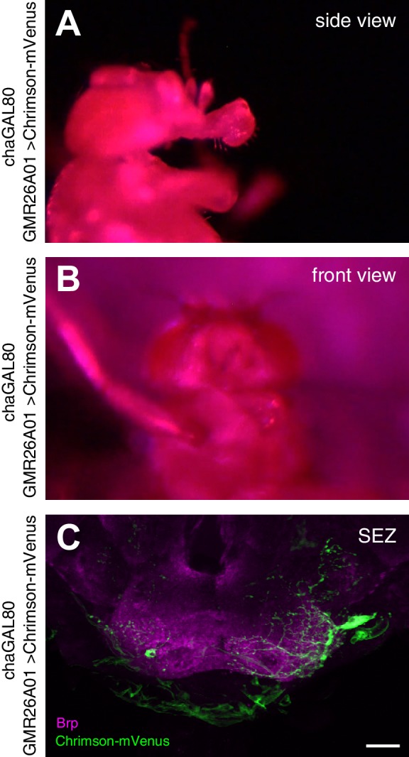 Figure 6—figure supplement 1.