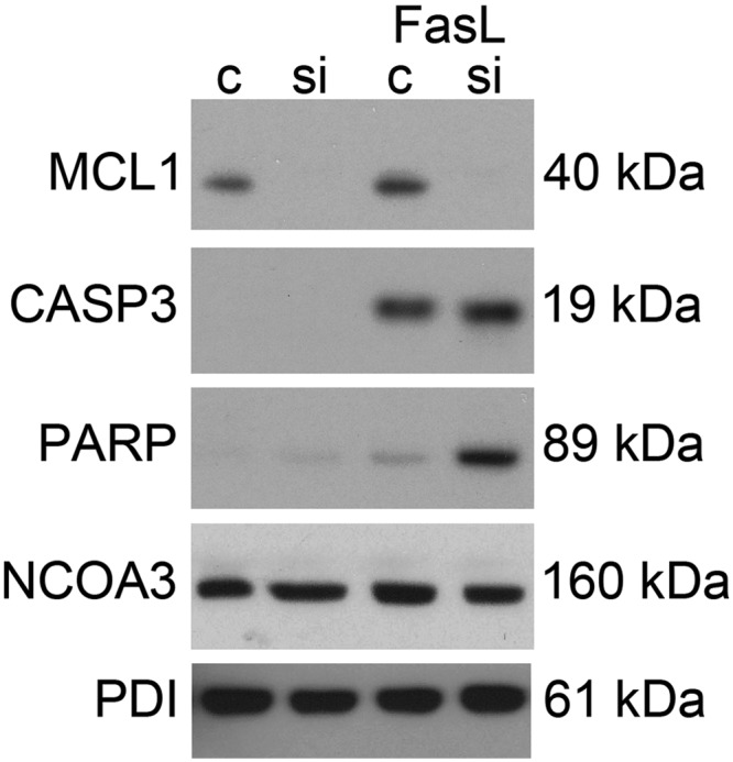 Fig. 10.