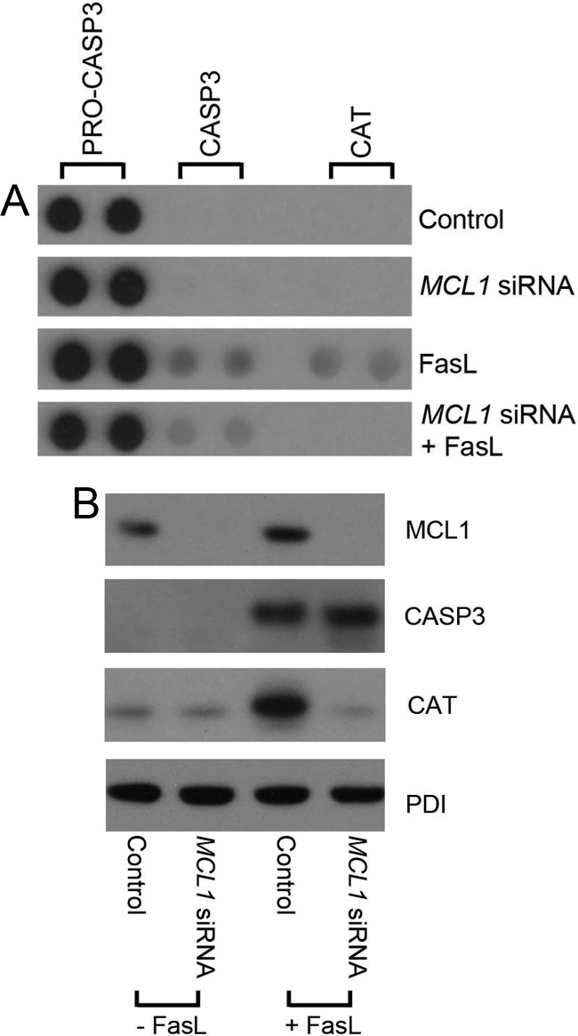 Fig. 12.