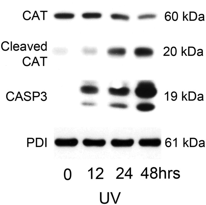 Fig. 14.