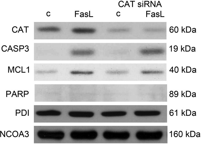 Fig. 13.