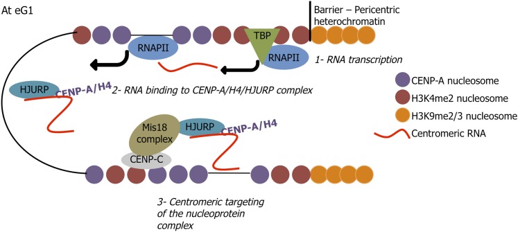 Figure 7—figure supplement 1.