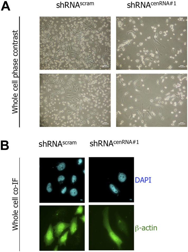 Figure 5—figure supplement 4.