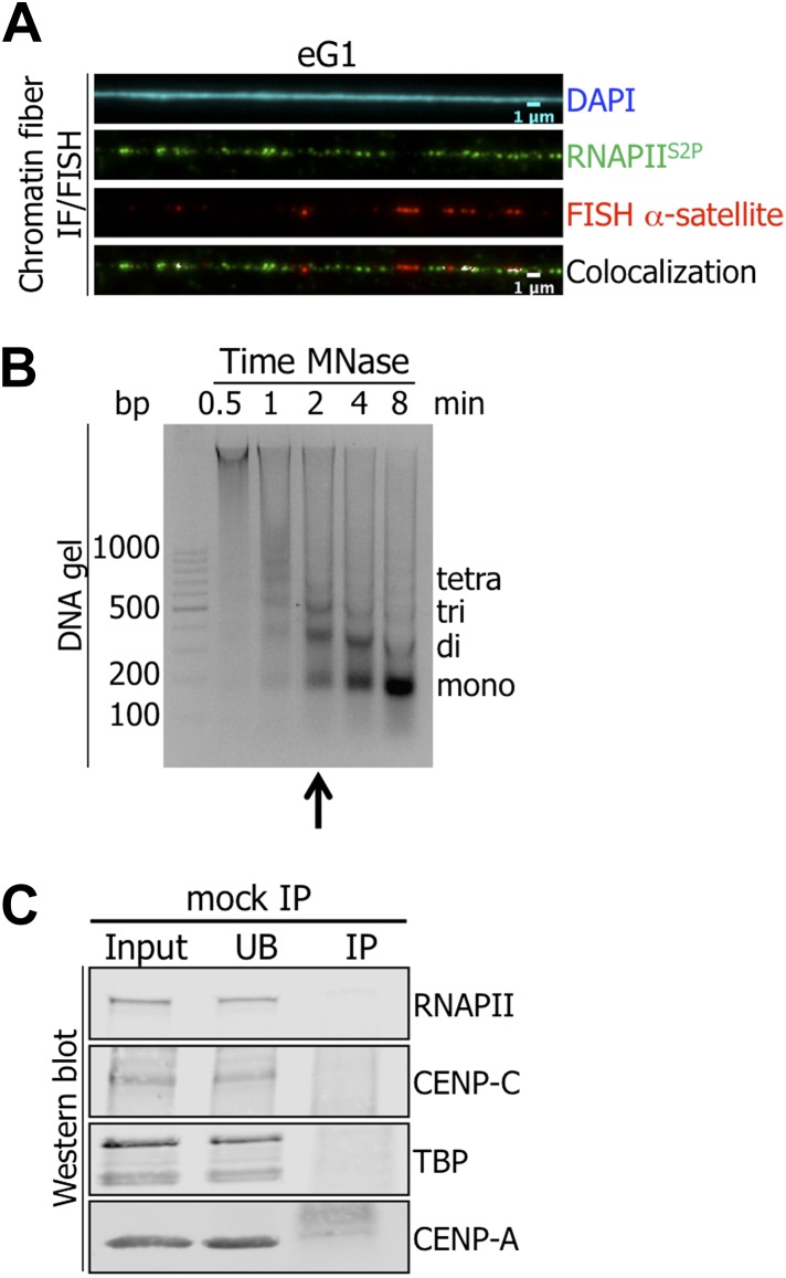 Figure 1—figure supplement 2.