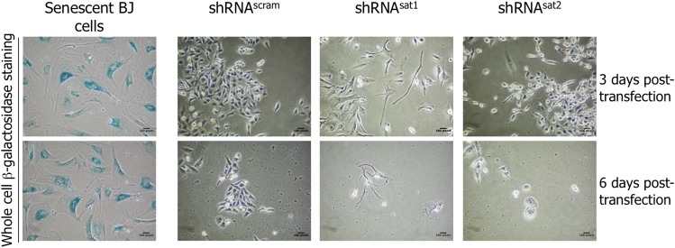 Figure 6—figure supplement 2.