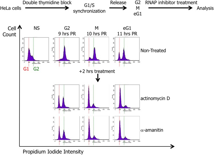 Figure 1—figure supplement 1.