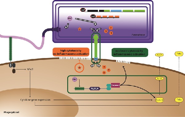 Graphical Abstract Figure.