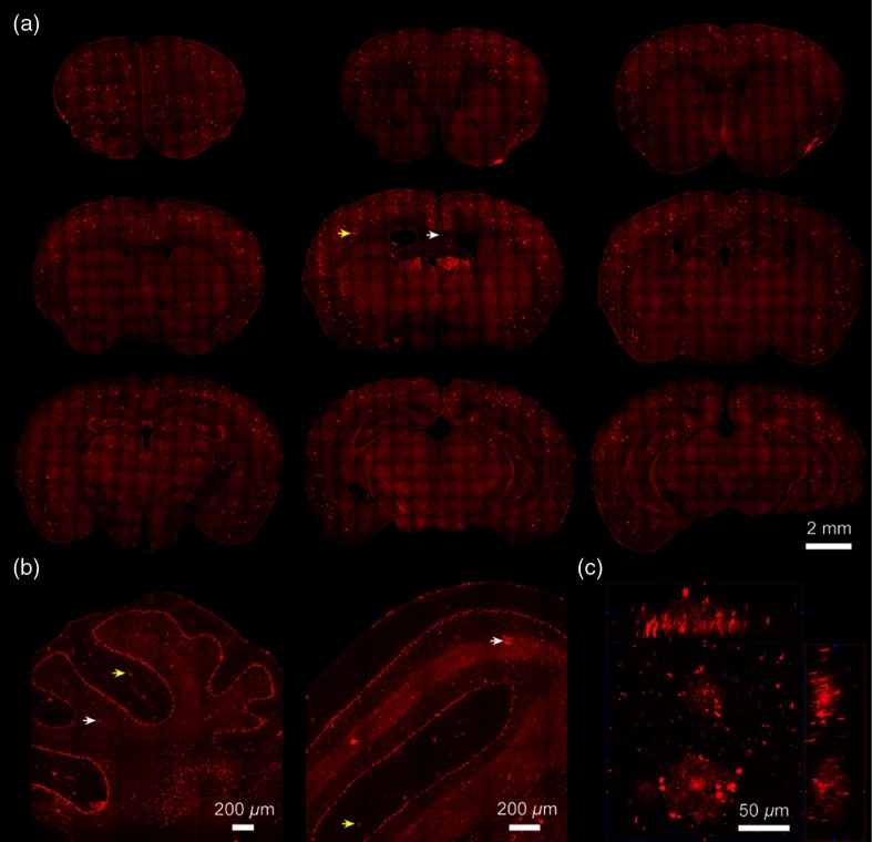 Fig. 3