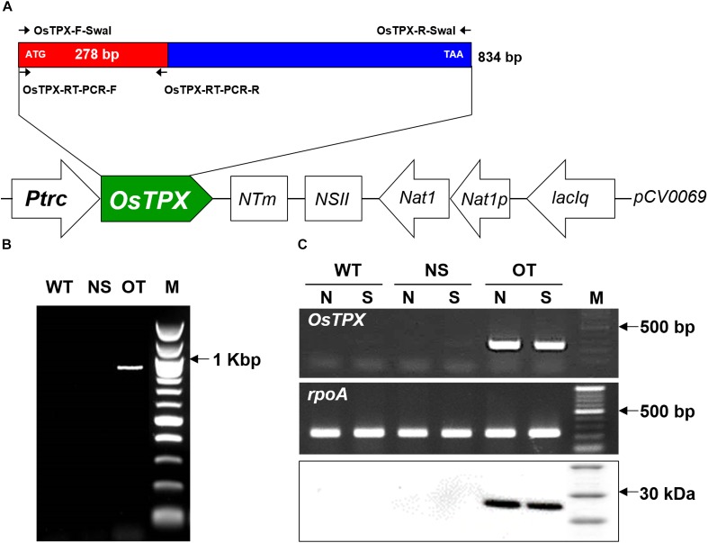 FIGURE 3