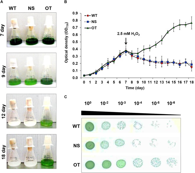 FIGURE 4