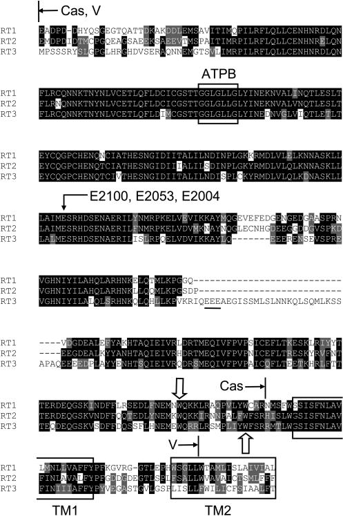 FIGURE 4