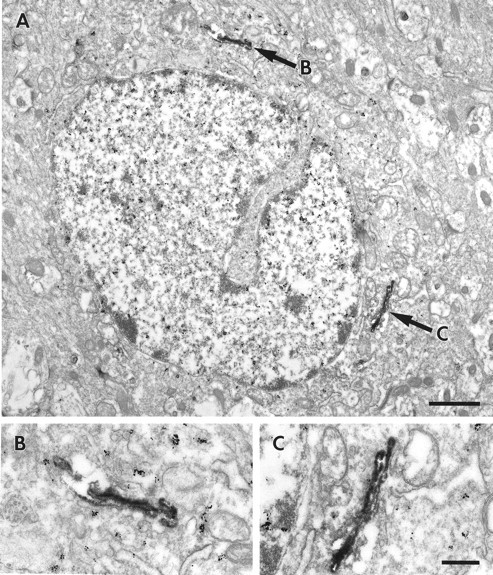 Fig. 5.