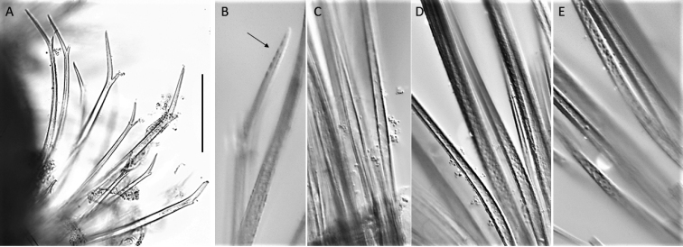 Figure 21.