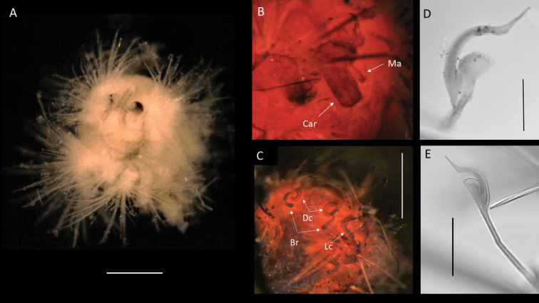 Figure 20.