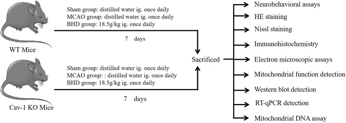 FIGURE 1