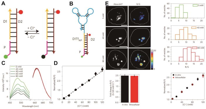 Fig. 19