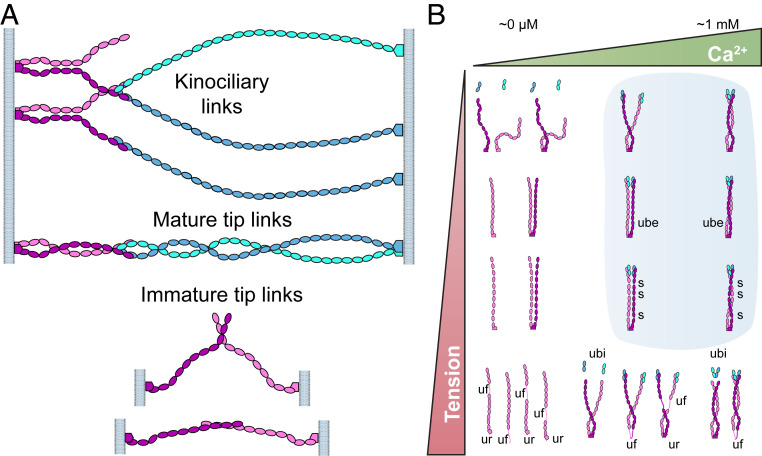 Fig. 7.