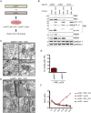 Fig 11