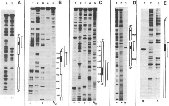 graphic file with name pnas00459-0087-a.jpg