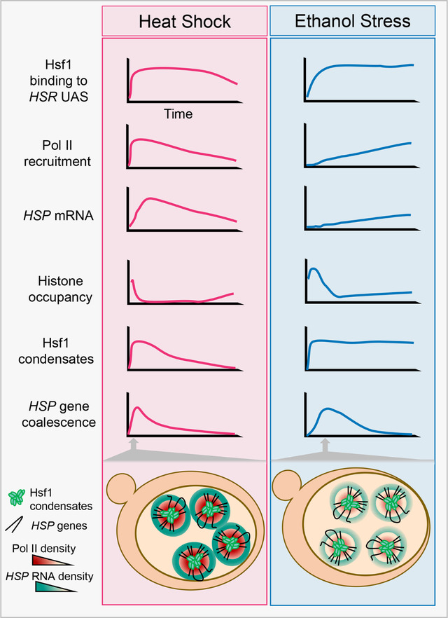 graphic file with name nihpp-2023.09.28.560064v1-f0001.jpg