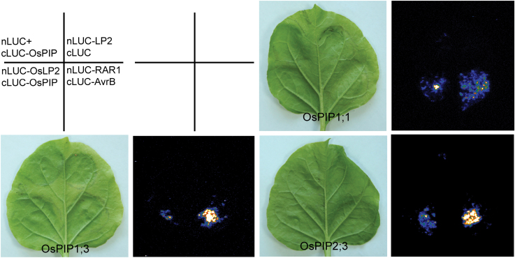 Fig. 7.