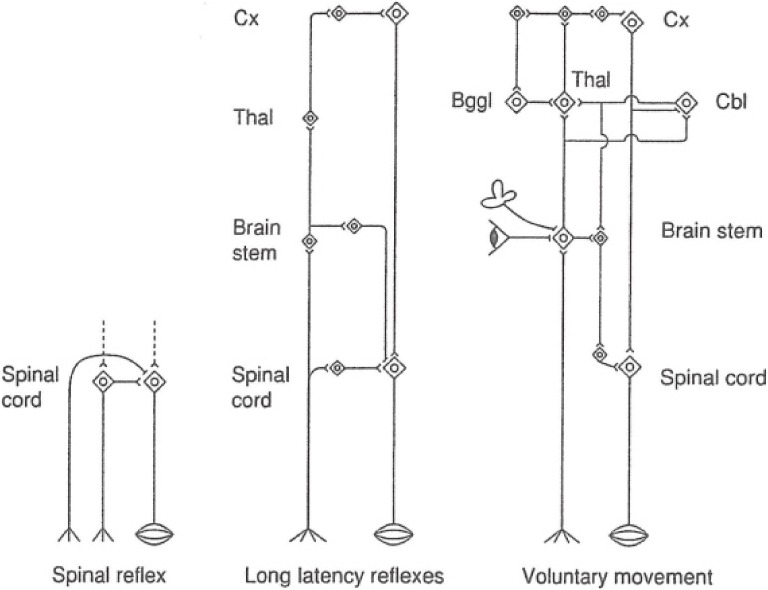 Figure 24. 