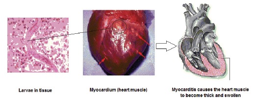 Fig. (2)