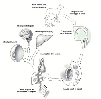 Fig. (1)