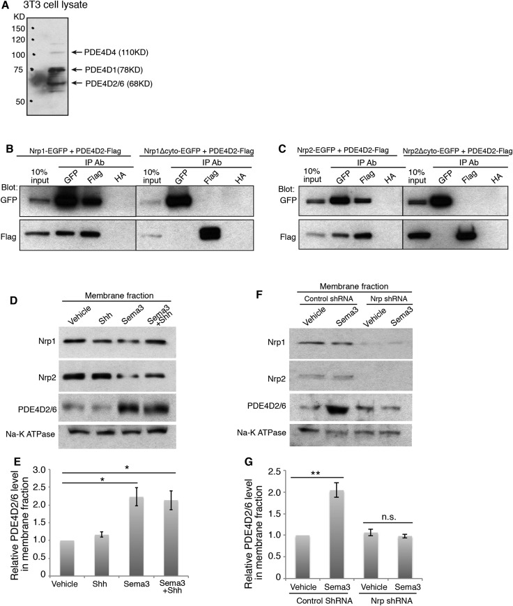 Figure 2—figure supplement 1.