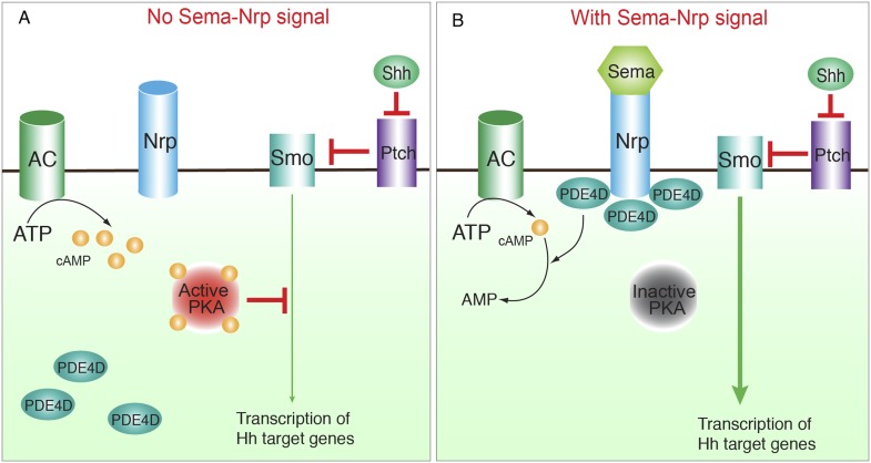 Figure 7—figure supplement 1.