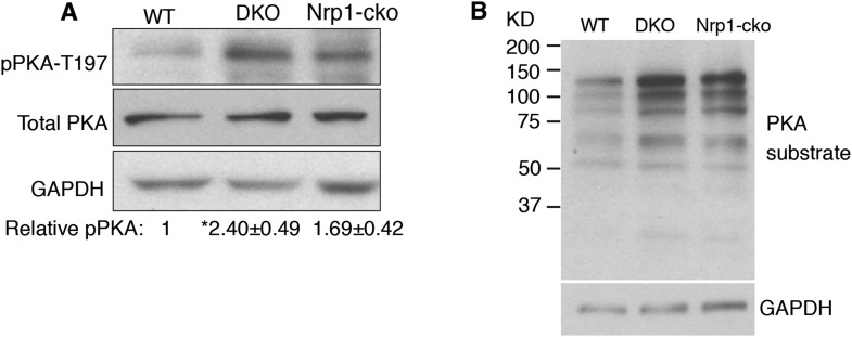 Figure 6—figure supplement 1.