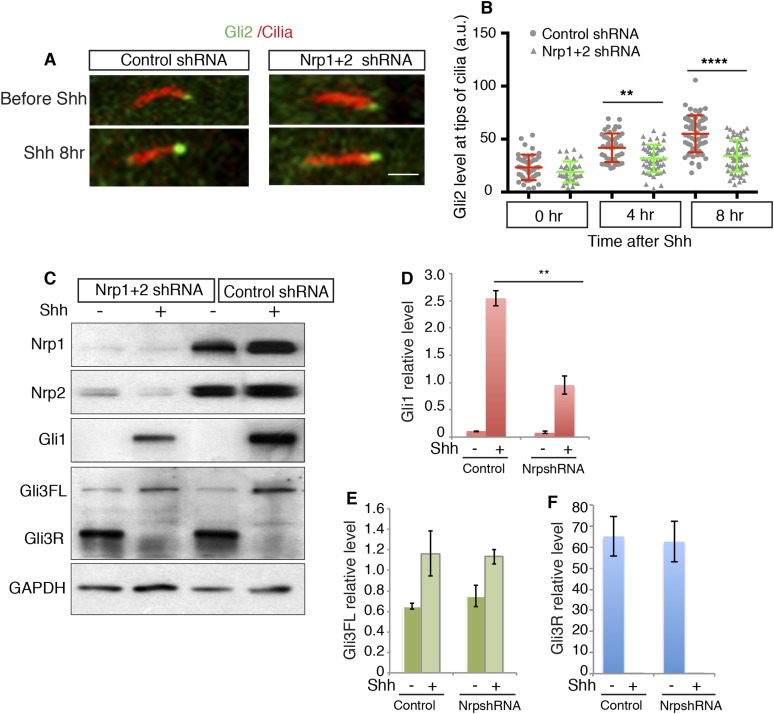 Figure 3—figure supplement 2.