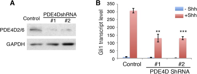 Figure 4—figure supplement 2.