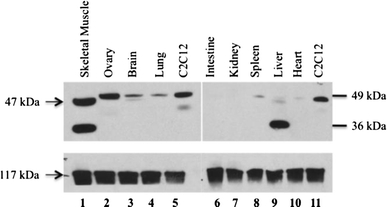 Fig. 4