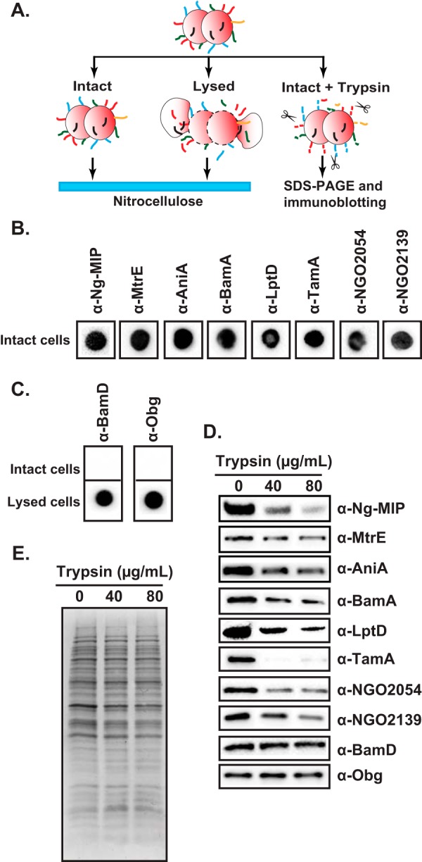 Fig. 5.