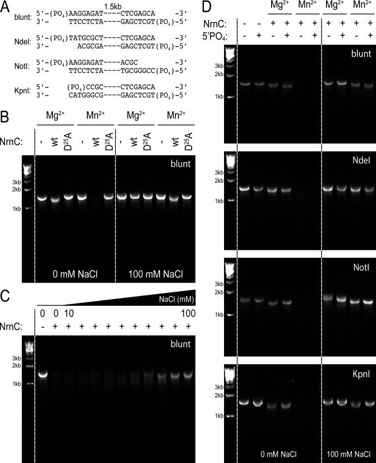 Figure 5—figure supplement 2.