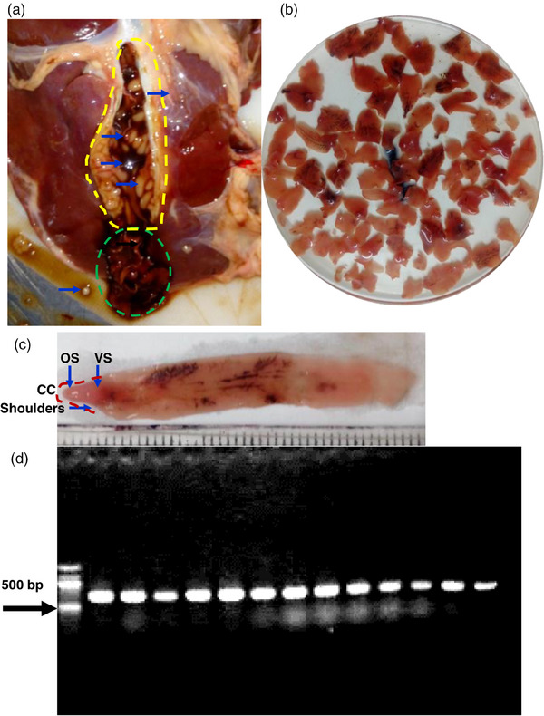 FIGURE 2