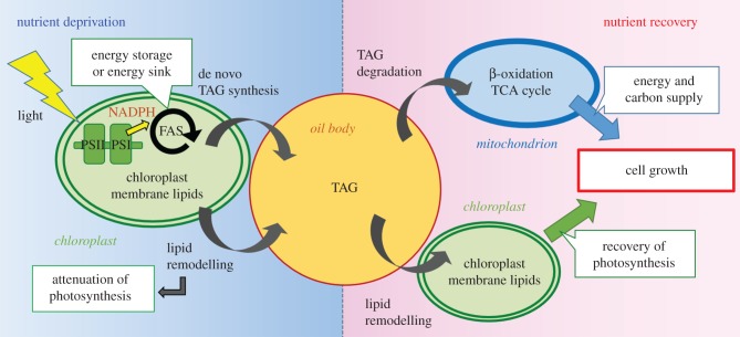 Figure 6.