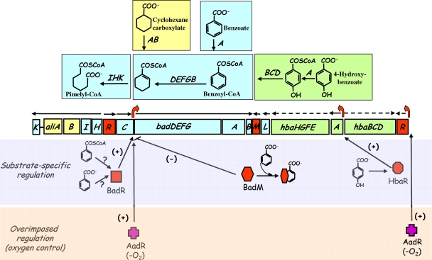 FIG. 19.