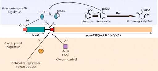 FIG. 20.