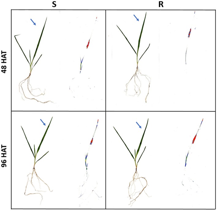 FIGURE 2