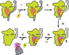 Fig 7